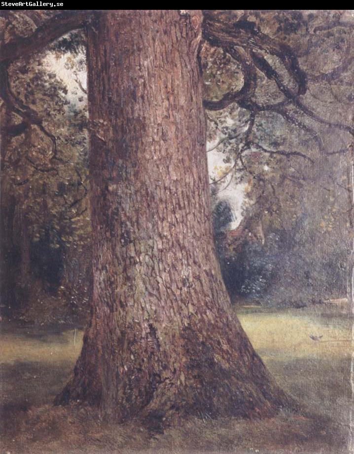 John Constable Study of the trunk of an elm tree